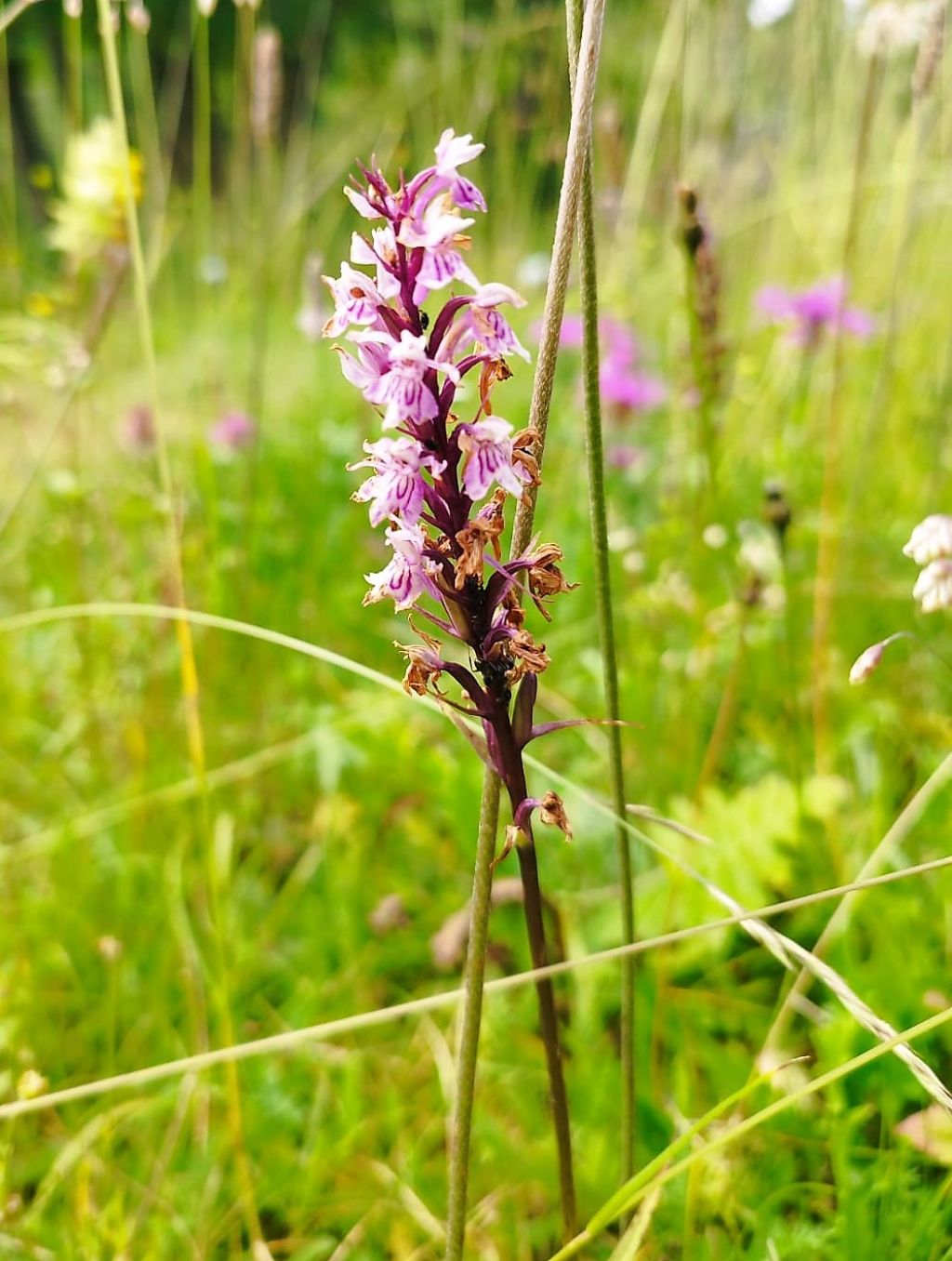 altra orchidea